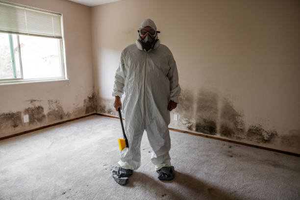 Best White Mold Remediation in Bessemer, AL